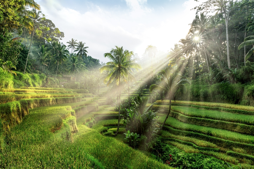 Arrozales de Tegalalang cerca de Ubud con luz de la mañana