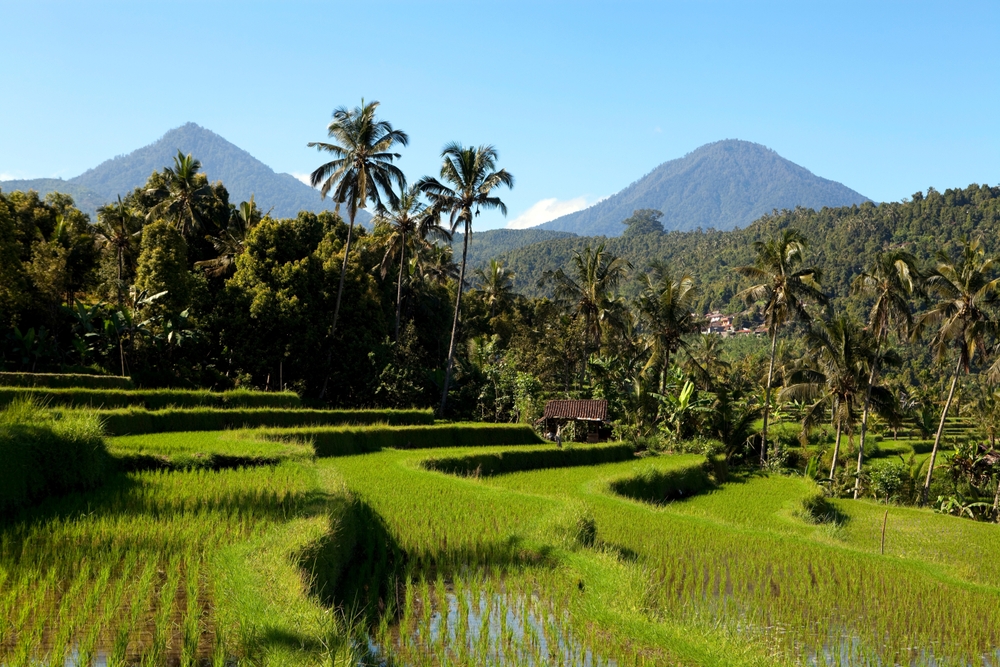 Arrozales en terrazas de Jatiluwih en Bali