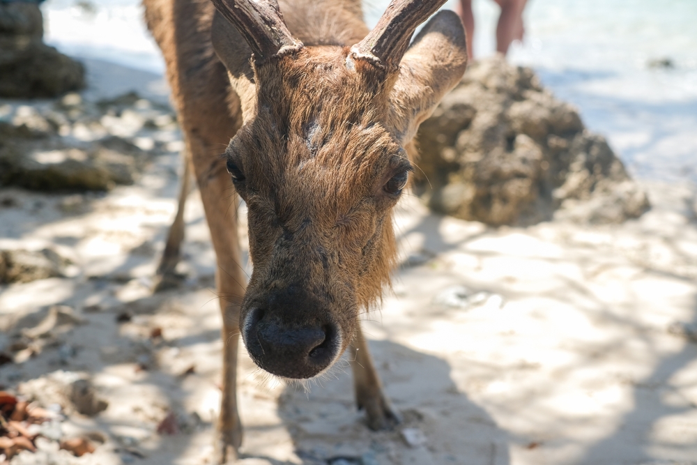 Ciervo en la playa de la isla de Menjangan