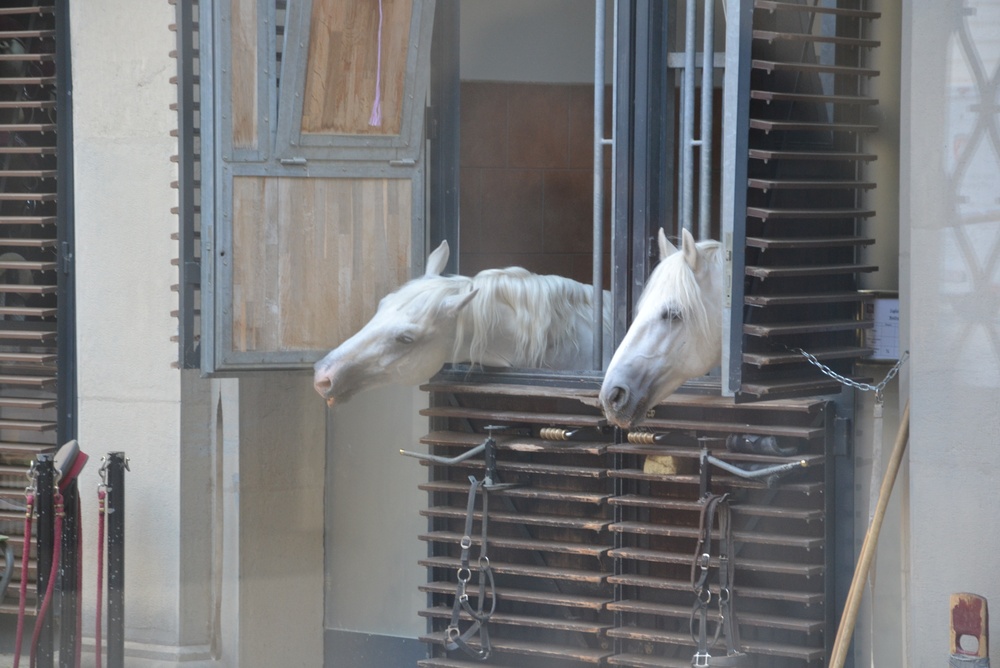 Qué ver en Viena: las 20 mejores cosas que hacer 25 Dos caballos lipizanos blancos en las ventanas de las caballerizas de la Escuela Española de Equitación de Viena