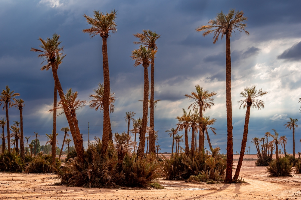 ¿Dónde alojarse en Marrakech? Las 5 mejores zonas y buenos hoteles 10 El palmeral de la Palmeraie a las afueras de Marrakech