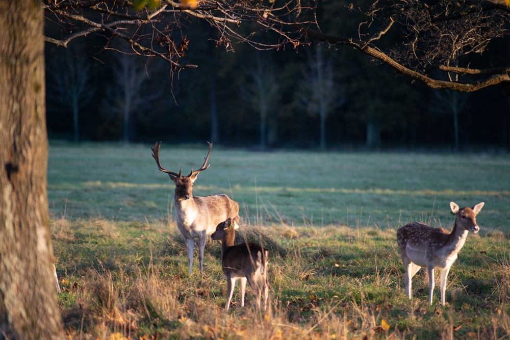 Gamos salvajes en Phoenix Park, Dublín