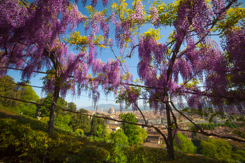 Qué ver en Florencia: las 20 mejores cosas que hacer 39 Glicinias en flor en el Jardín Bardini de Florencia