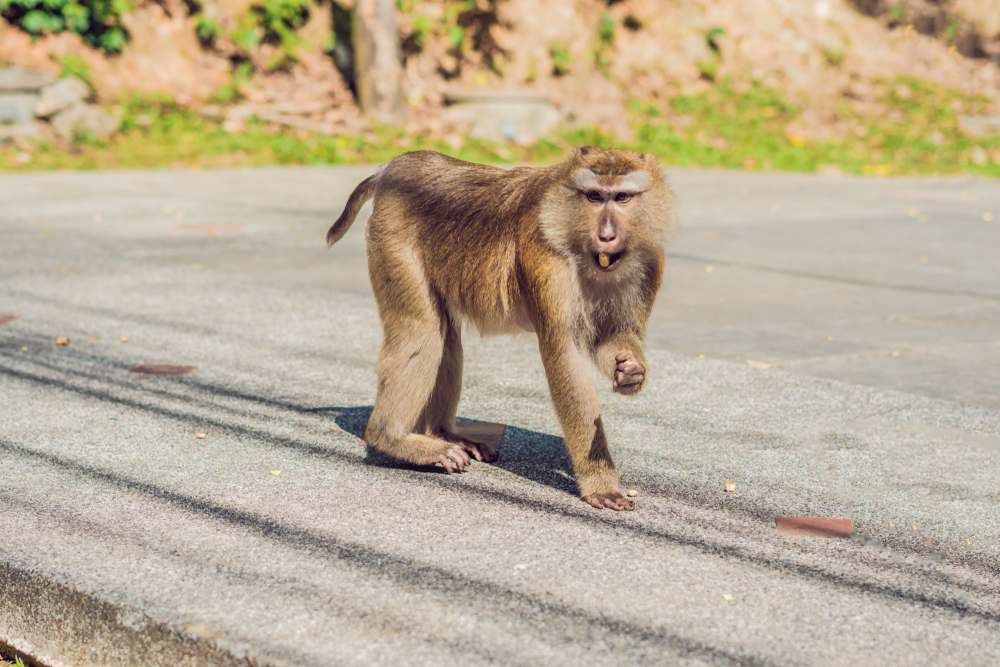 Macacos en el mirador Khao Toh Sae de Monkey Hill, en Phuket
