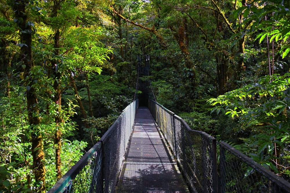 ¿Dónde alojarse en Costa Rica? Las 7 mejores zonas y buenos hoteles 11 Puente colgante entre las copas de los árboles en el bosque nuboso de Monteverde