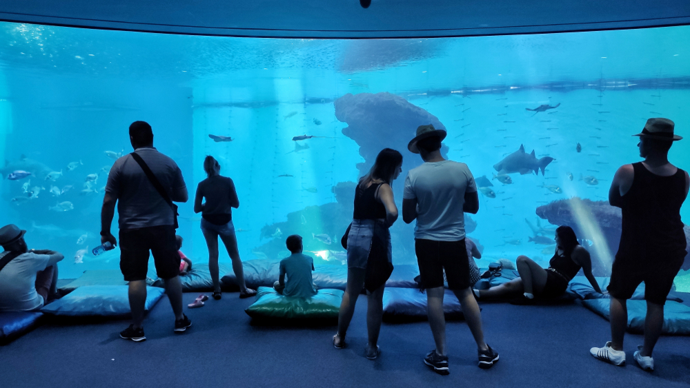 Visitantes frente a uno de los grandes tanques de Palma Aquarium