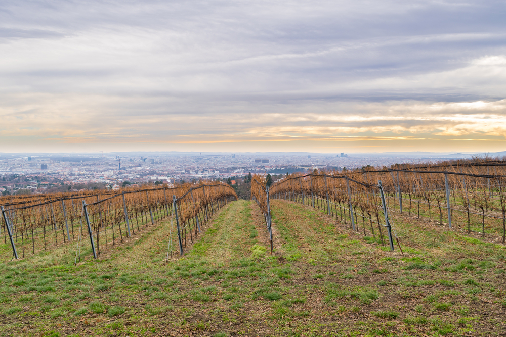 Qué ver en Viena: las 20 mejores cosas que hacer 39 Vistas desde Kahlenberg a los viñedos de Viena