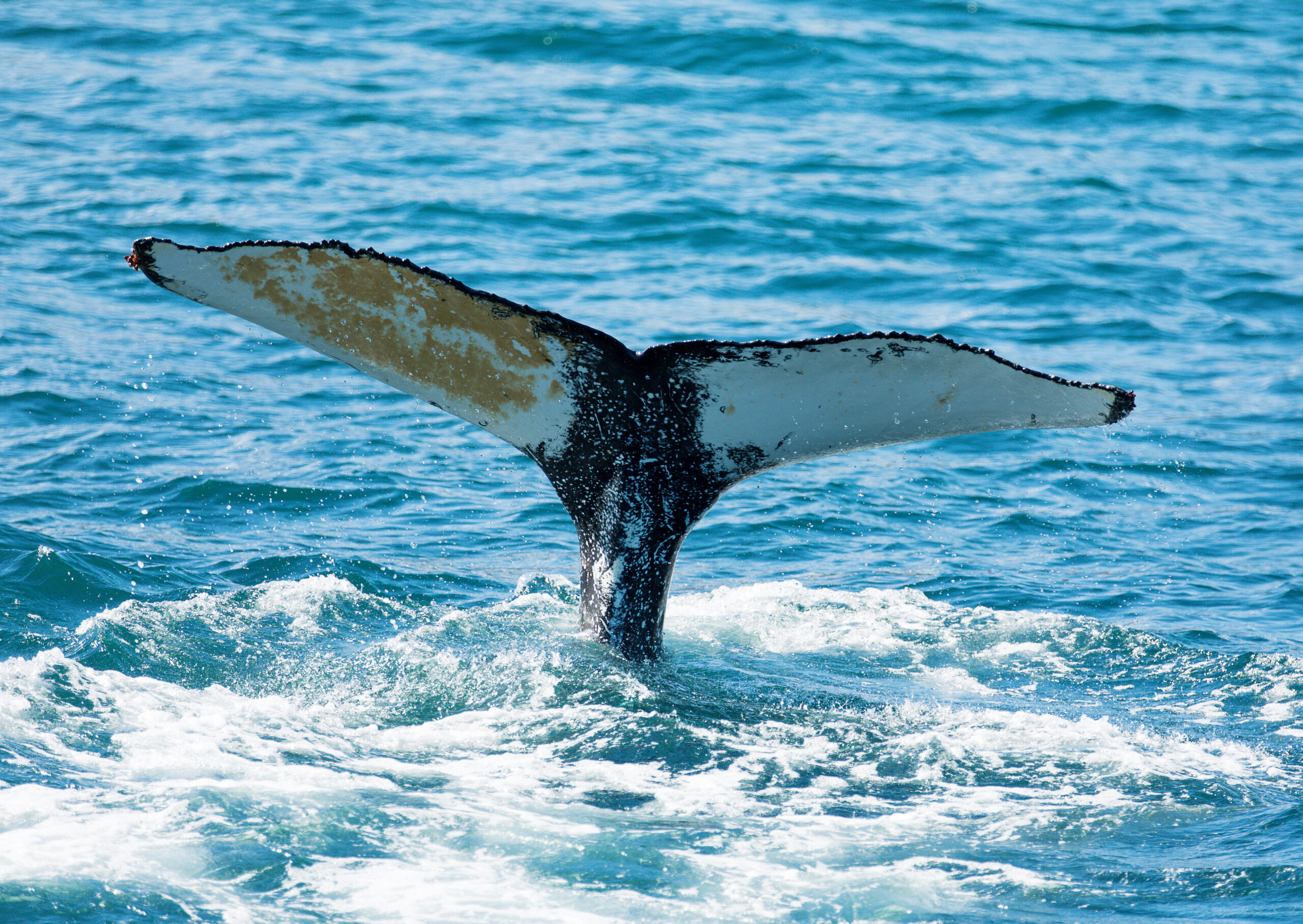 Qué ver en Islandia: las 18 mejores cosas que hacer 34 Ballena jorobada vista desde un barco en Húsavík