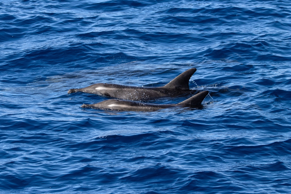 Dos delfines en el Atlántico frente a Gran Canaria