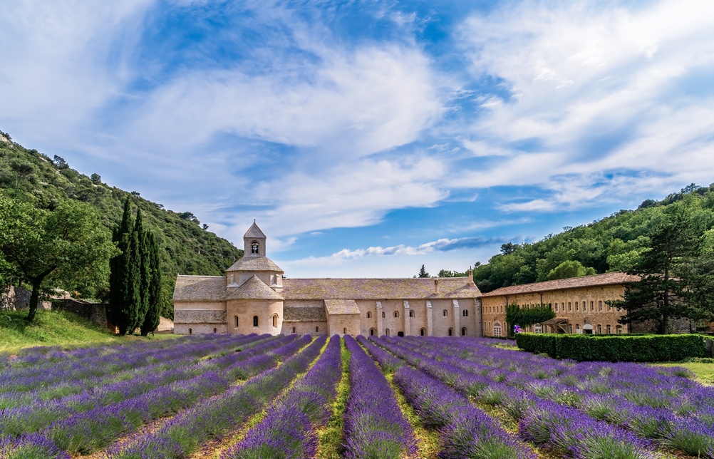 Campos de lavanda en flor junto a la histórica abadía de Sénanque, en la Provenza