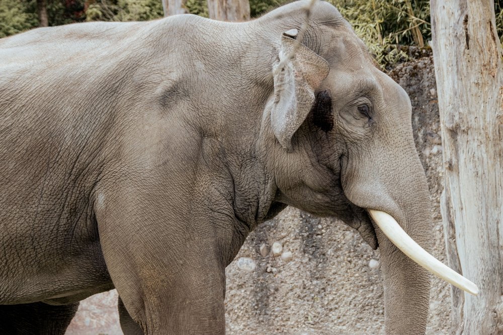 Qué ver en Zúrich: 18 cosas que hacer, del casco antiguo y los vitrales de Chagall al Uetliberg 32 Elefante en el parque de elefantes Kaeng Krachan del Zoo de Zúrich