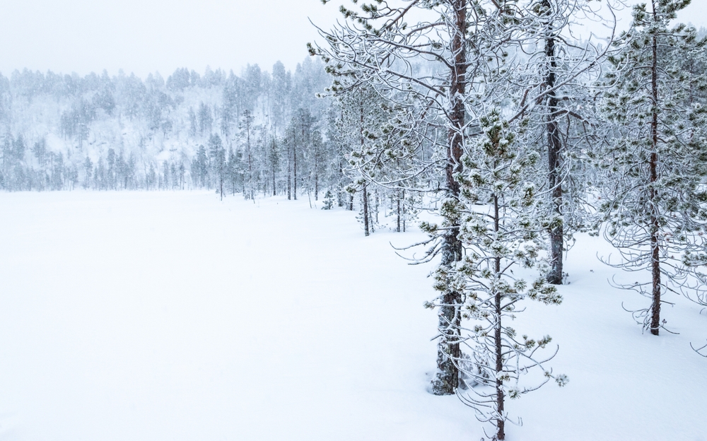 ¿Dónde alojarse en Laponia? Los 6 mejores pueblos y buenos hoteles 13 Árboles cubiertos de nieve junto al lago Inarijärvi, cerca de Inari, en invierno