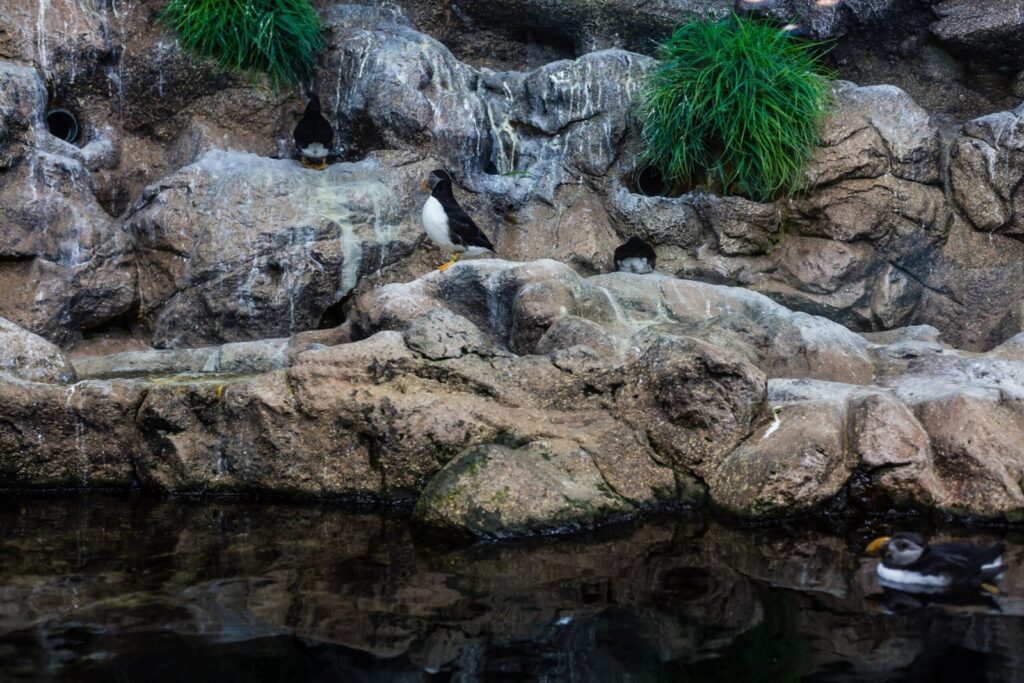 Qué ver en Tenerife: las 18 mejores cosas que hacer 26 Pingüinos en Loro Parque en Tenerife