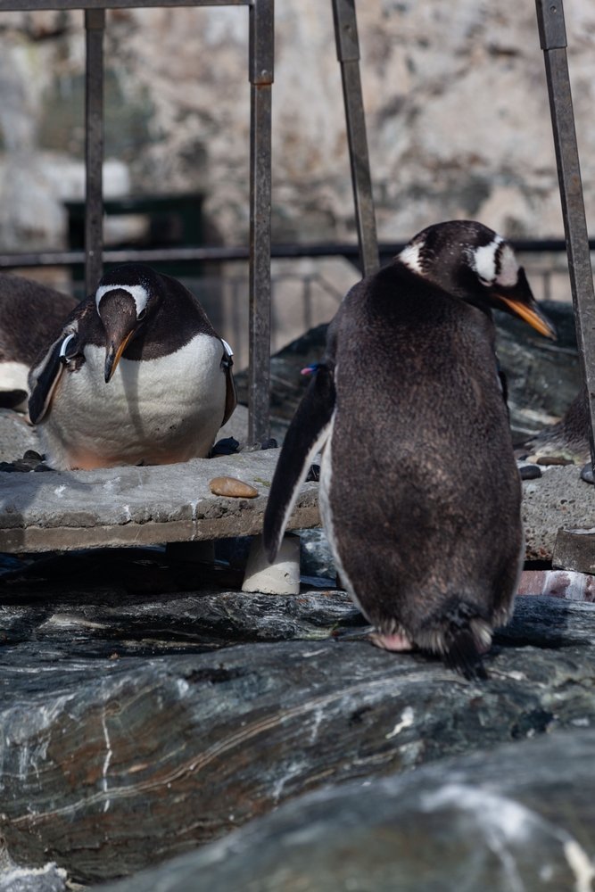 Pingüinos papúa en el Acuario de Bergen